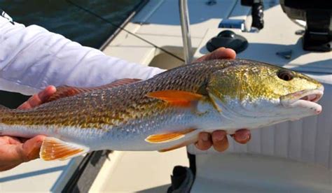 7 Essential Tips for Redfish Spinerbait Fishing